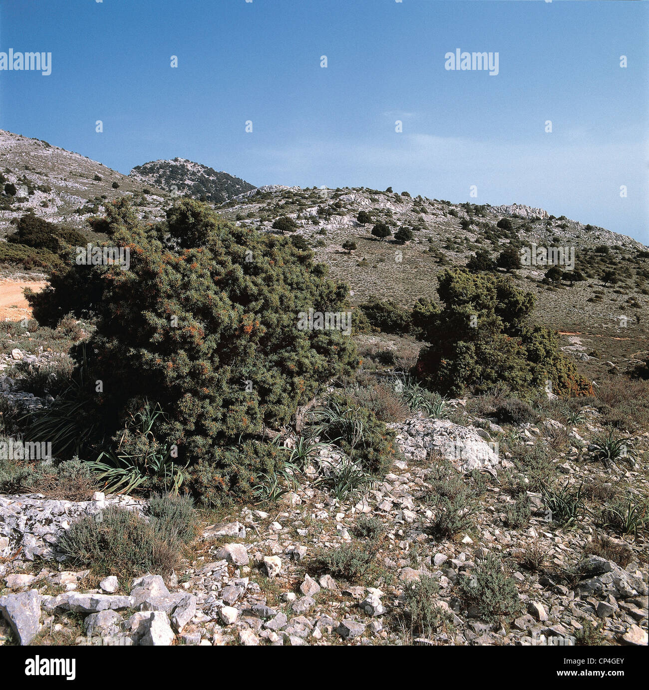 Sardinia - Orosei Gulf National Park and Gennargentu Around Cala Fuili. Phoenician juniper (Juniperus phoenicea) Stock Photo