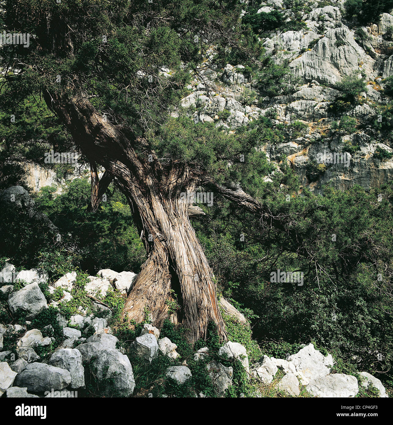 TREES: CUPRESSACEE Phoenician juniper (Juniperus phoenicea) Stock Photo