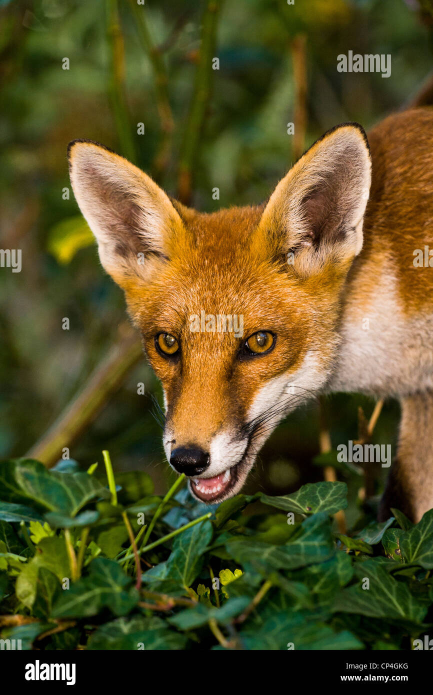 Urban Fox in garden Stock Photo - Alamy