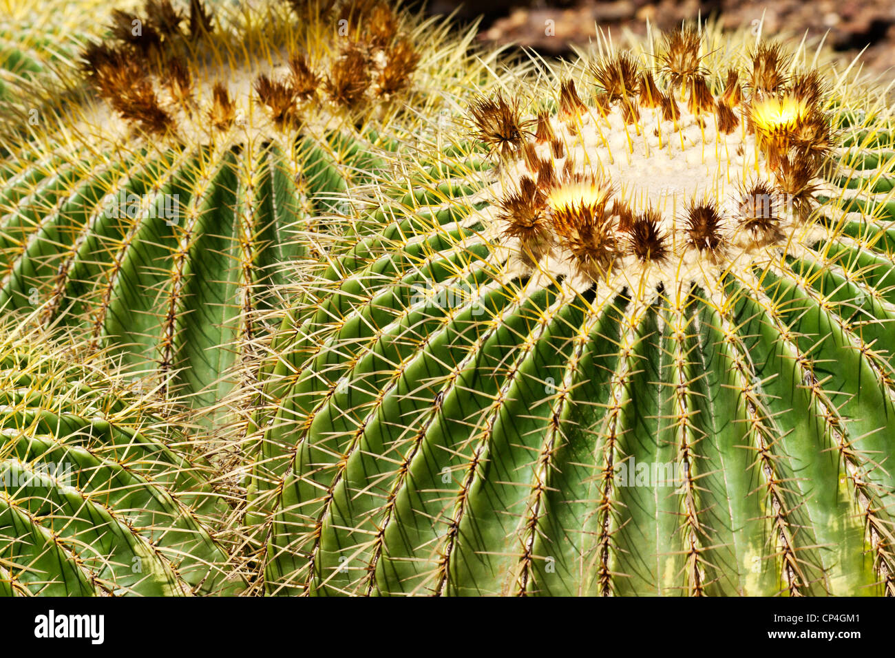 Golden Barrel Cactus in close up, background image Stock Photo - Alamy