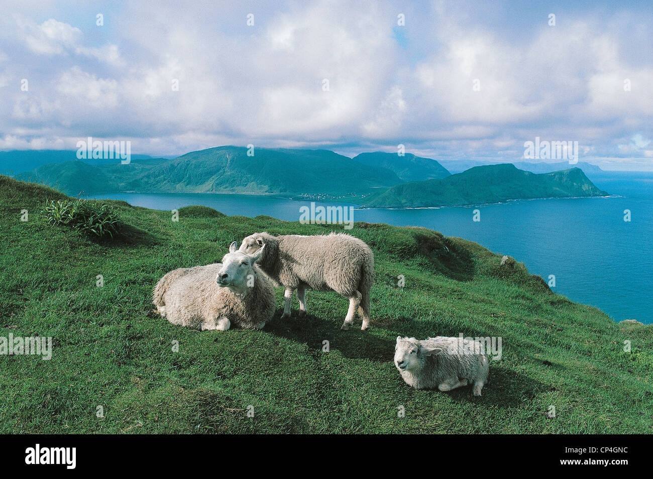 Rund SHEEP ISLAND NORWAY Stock Photo