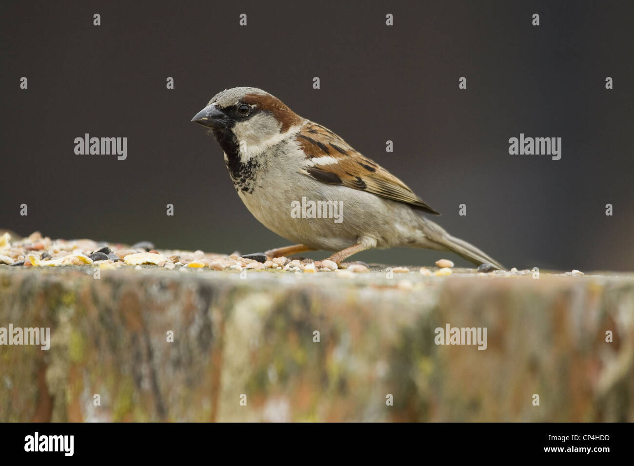 House Sparrow on a wall Stock Photo