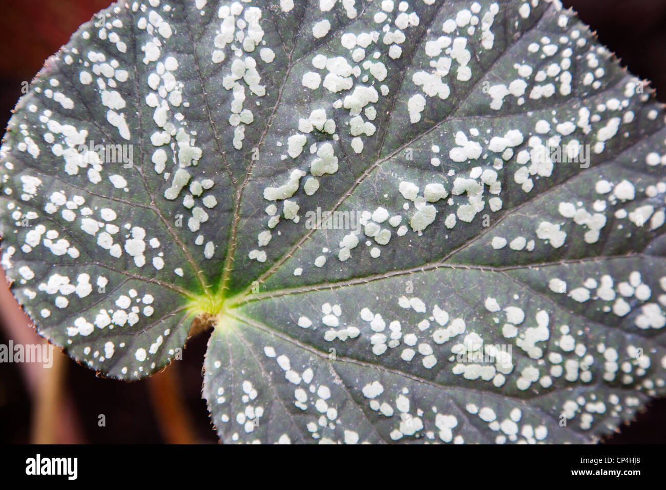 Begonia Rex Leaf Botanic Garden St Andrews Fife Scotland Stock Photo