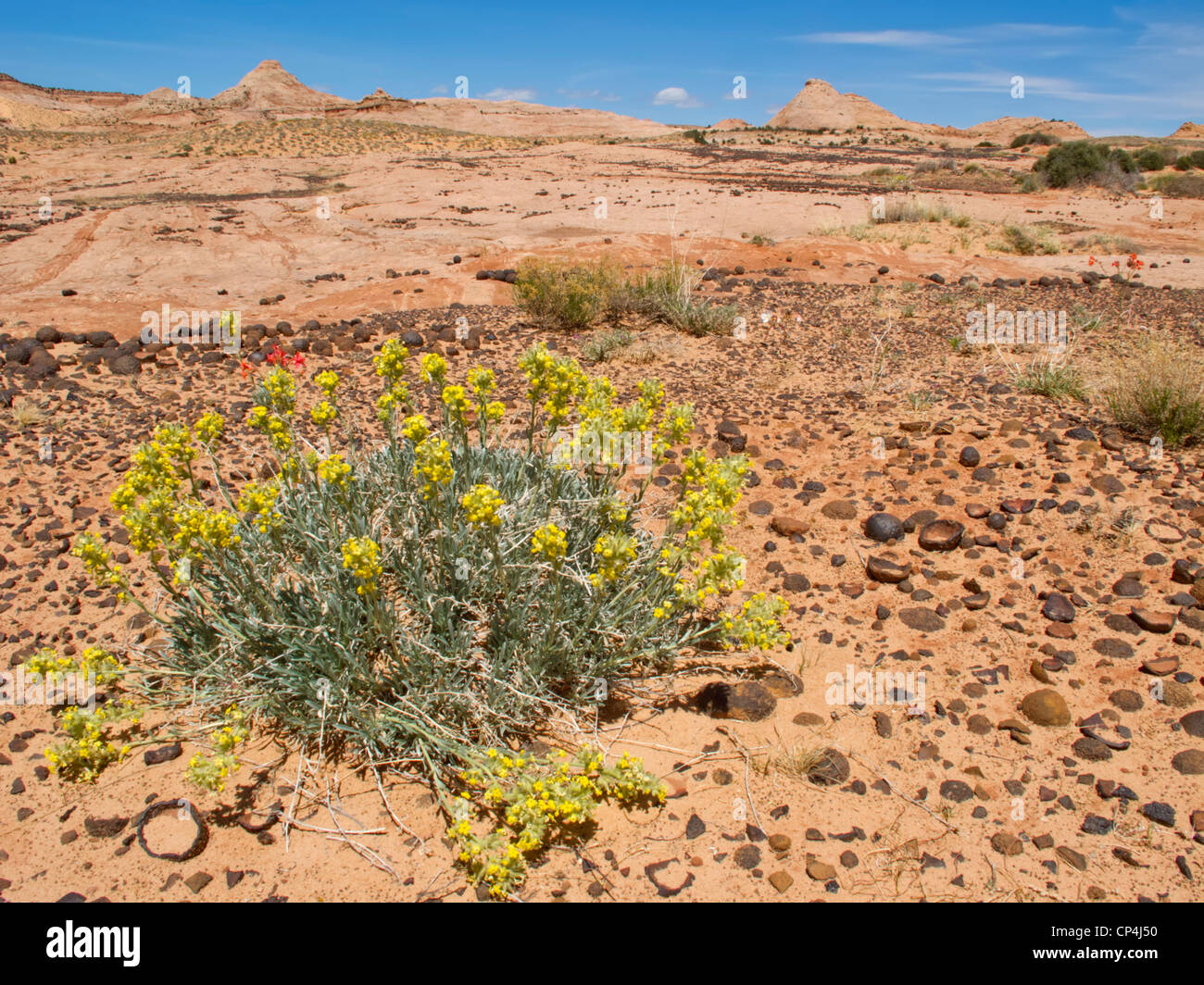 Blooming flower in a field of Moqui balls in Grand Staircase-Escalante National Monument, Utah. Stock Photo