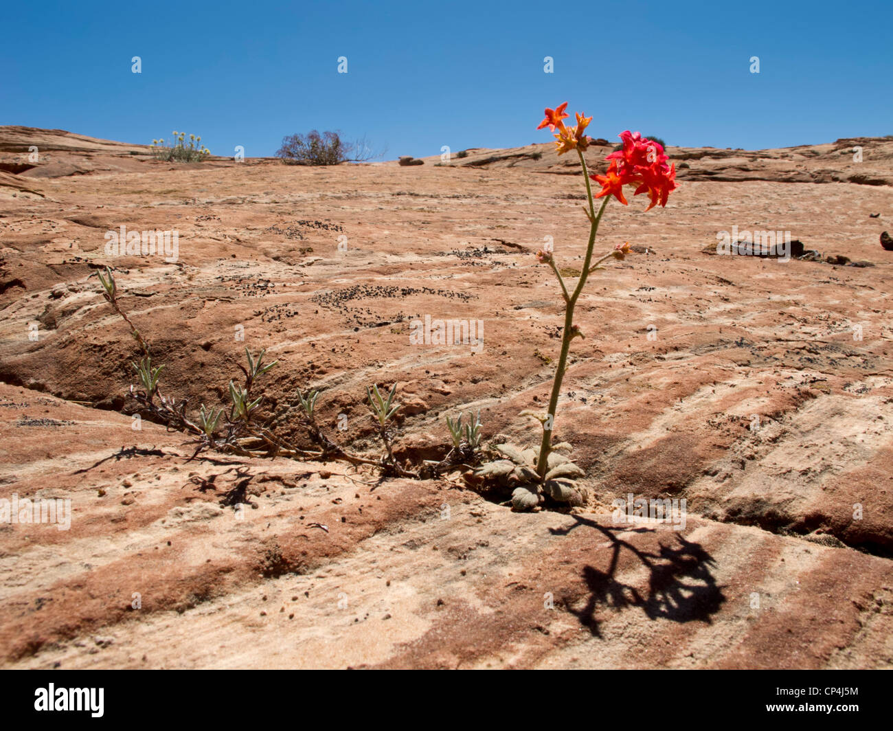 Blooming flower in Grand Staircase-Escalante National Monument, Utah. Stock Photo