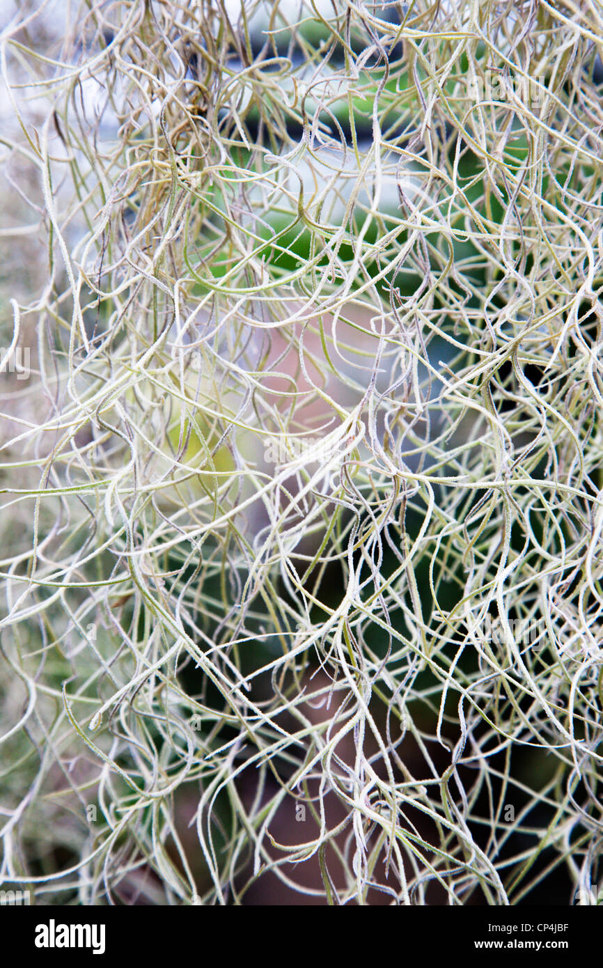 Tillandsia Garden High Resolution Stock Photography and Images - Alamy