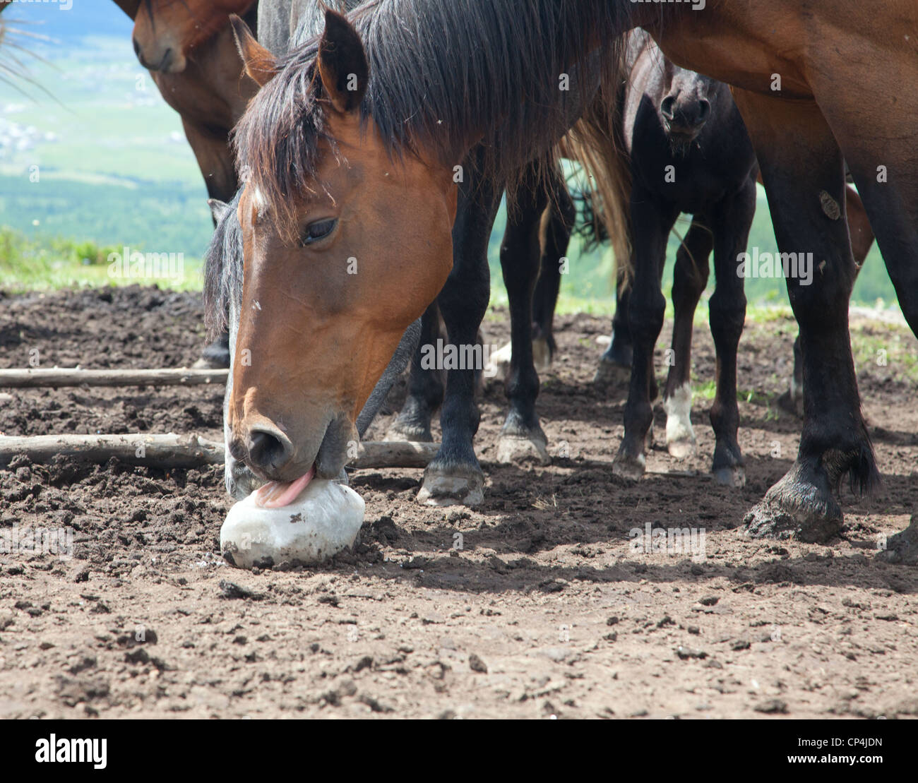 Horse lick foal hires stock photography and images Alamy