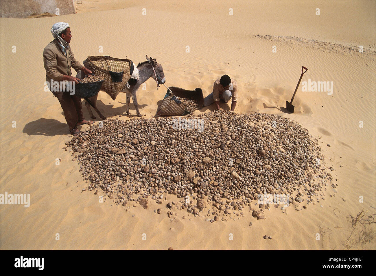 Algeria Around Touggourt. Organic fertilizer for palm trees Stock