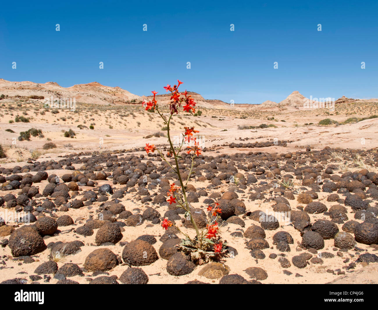 Moqui balls in Grand Staircase-Escalante National Monument, Utah Stock Photo