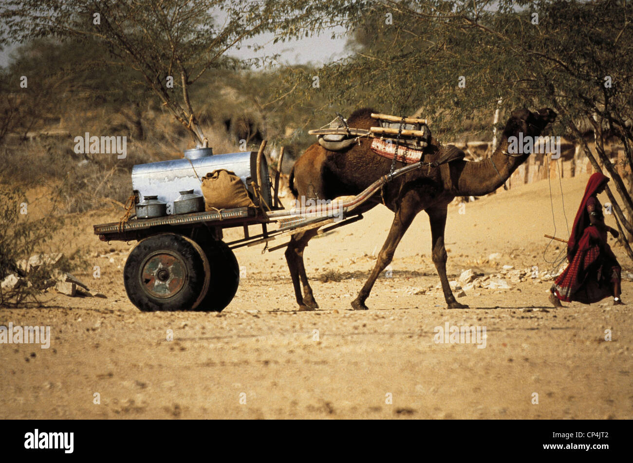 India Rajasthan Thar Desert TRANSPORTATION OF WATER TANK camel Stock