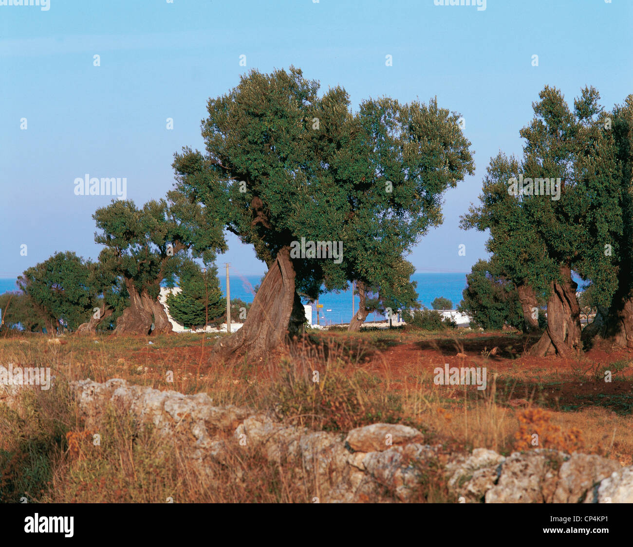Puglia Olive Grove At Ostuni Stock Photo Alamy