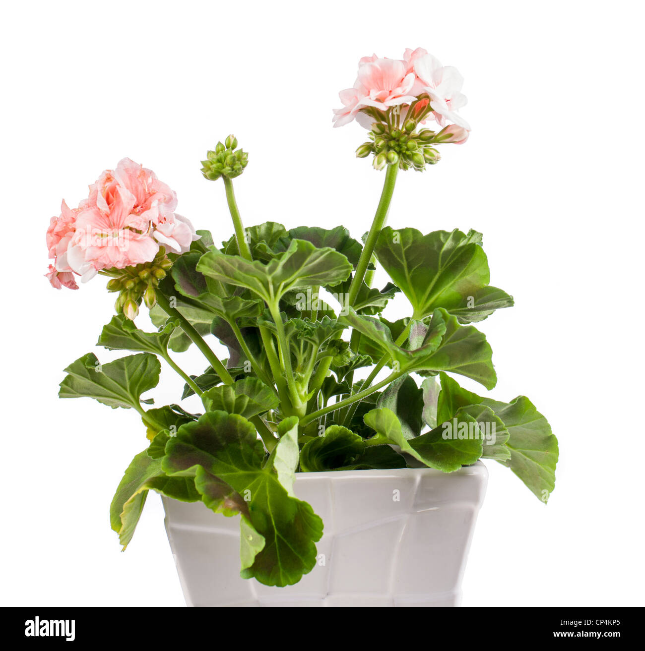 Zonal geranium, Zonalpelargon (Pelargonium x hortorum) Stock Photo