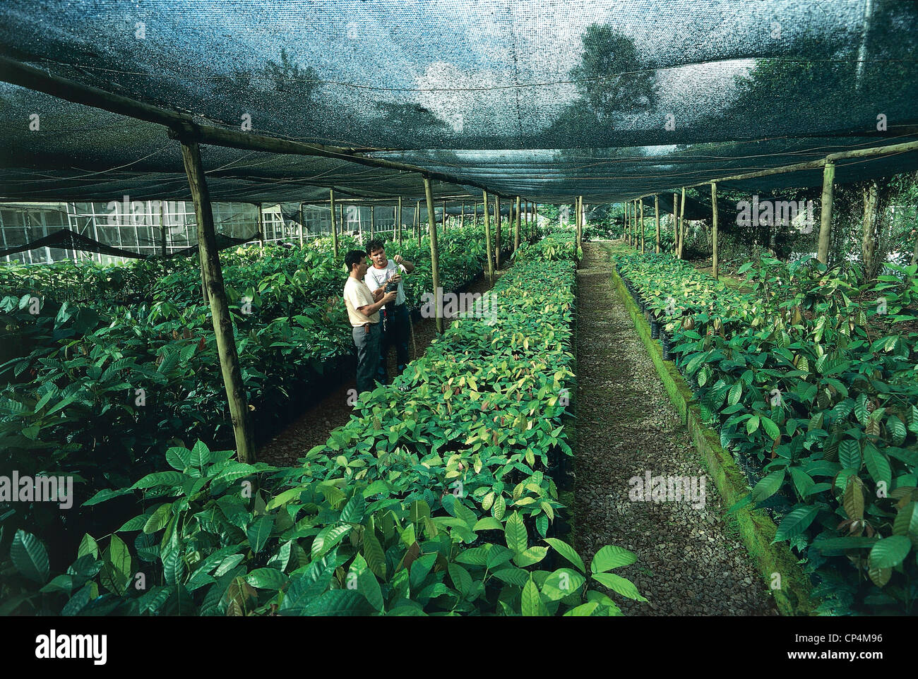 Costa Rica - Cartago - Turrialba. CATIE (Centro Agronomic Tropical de Investigacion y Ensenanza), greenhouse crops. Stock Photo