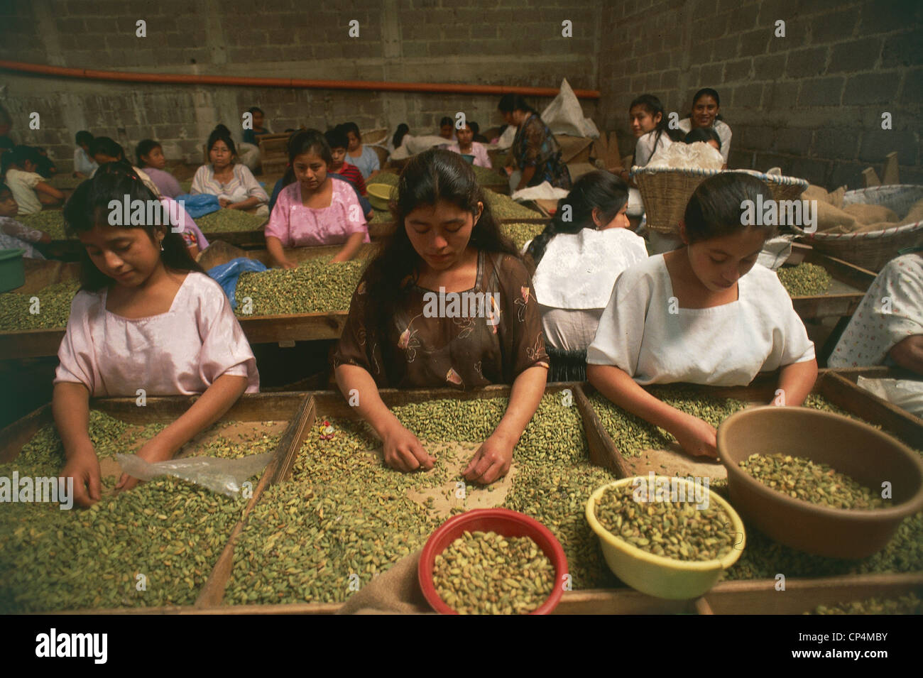 Guatemala Alta Verapaz Coban. Manual selection of seed Cardamom in