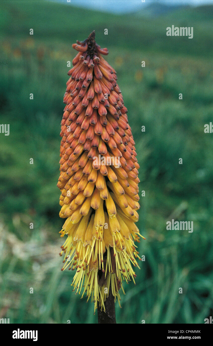 Botany - lily - Kniphofia (Kniphofia folios). Ethiopia - Bale Mountains National Park, Plateau Sanneti. Stock Photo