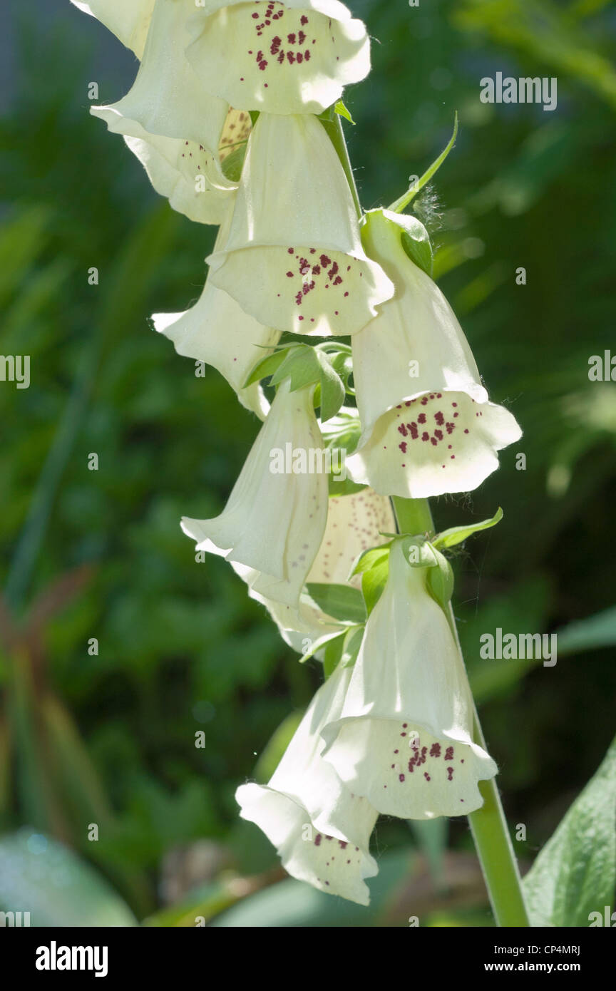 Digitalis grandiflora alba hires stock photography and images Alamy