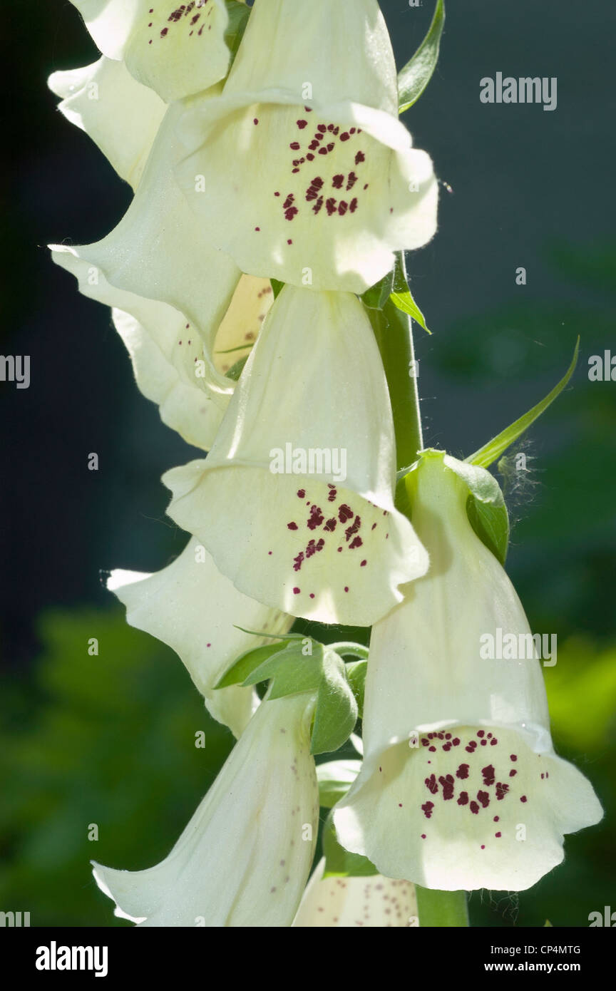 White flowers close up of Foxglove, Digitalis grandiflora Alba Stock Photo Alamy