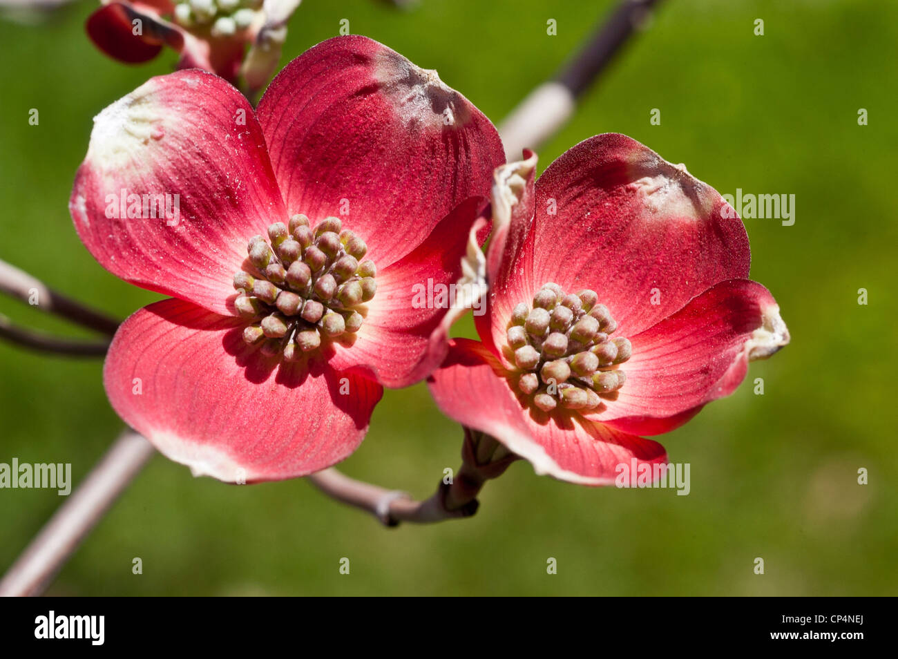 Pink flowers of Flowering Dogwood, Cornus florida, Cornaceae, Eastern USA, bloom, blossom, petals, cultivar, horticulture, gard Stock Photo