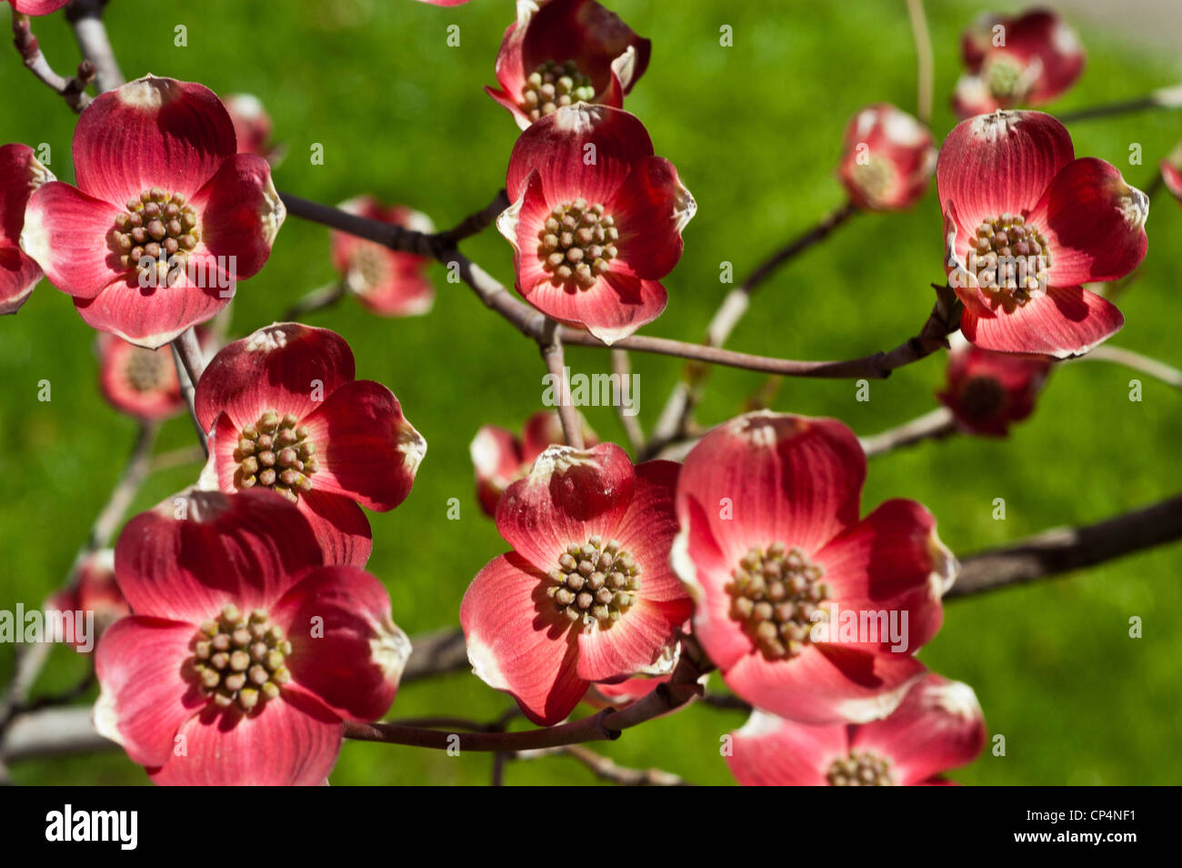 Pink flowers of Flowering Dogwood, Cornus florida, Cornaceae, Eastern USA, bloom, blossom, petals, cultivar, horticulture, gard Stock Photo