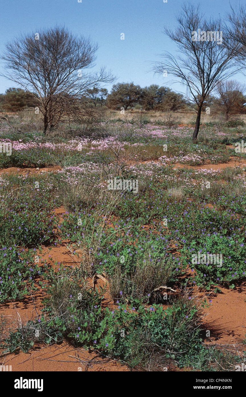 Australia Western Australia Desert Gibson, flowering Stock Photo