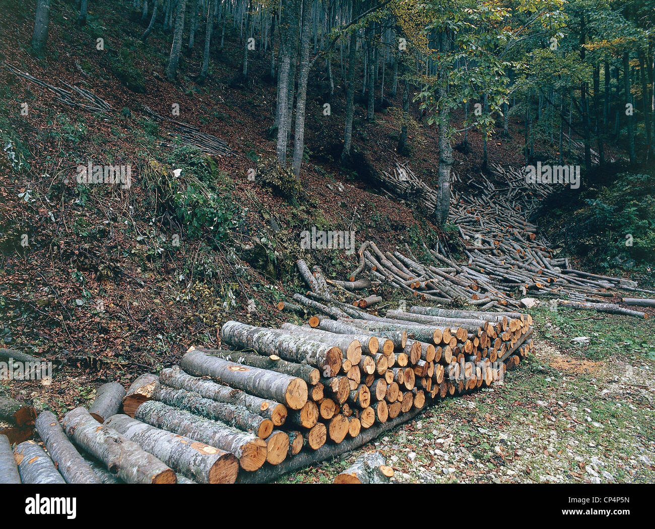 Veneto - Woods or forest Cansiglio (Bl). Woodpile. Stock Photo