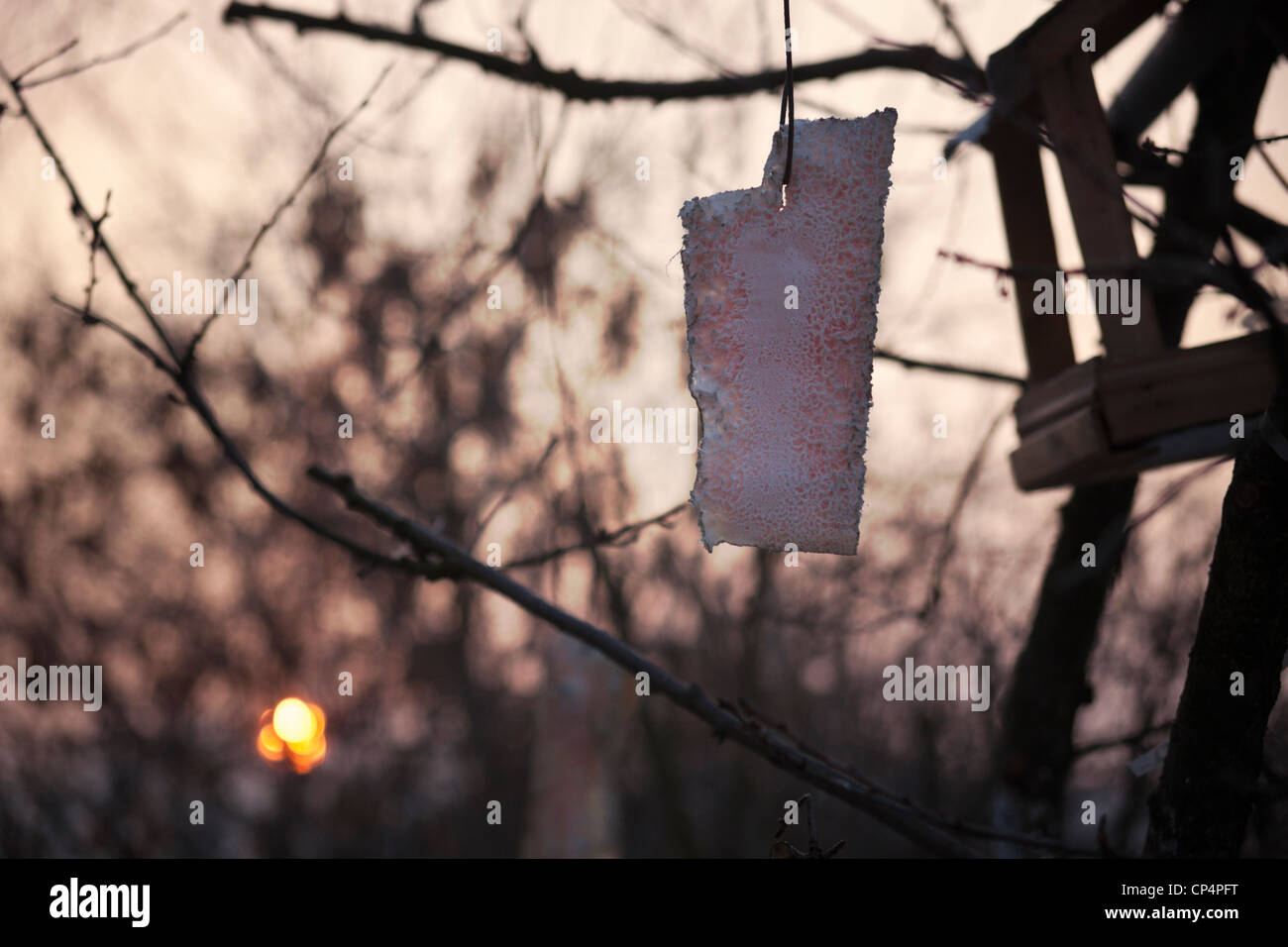 Feeding birds during the winter Stock Photo - Alamy