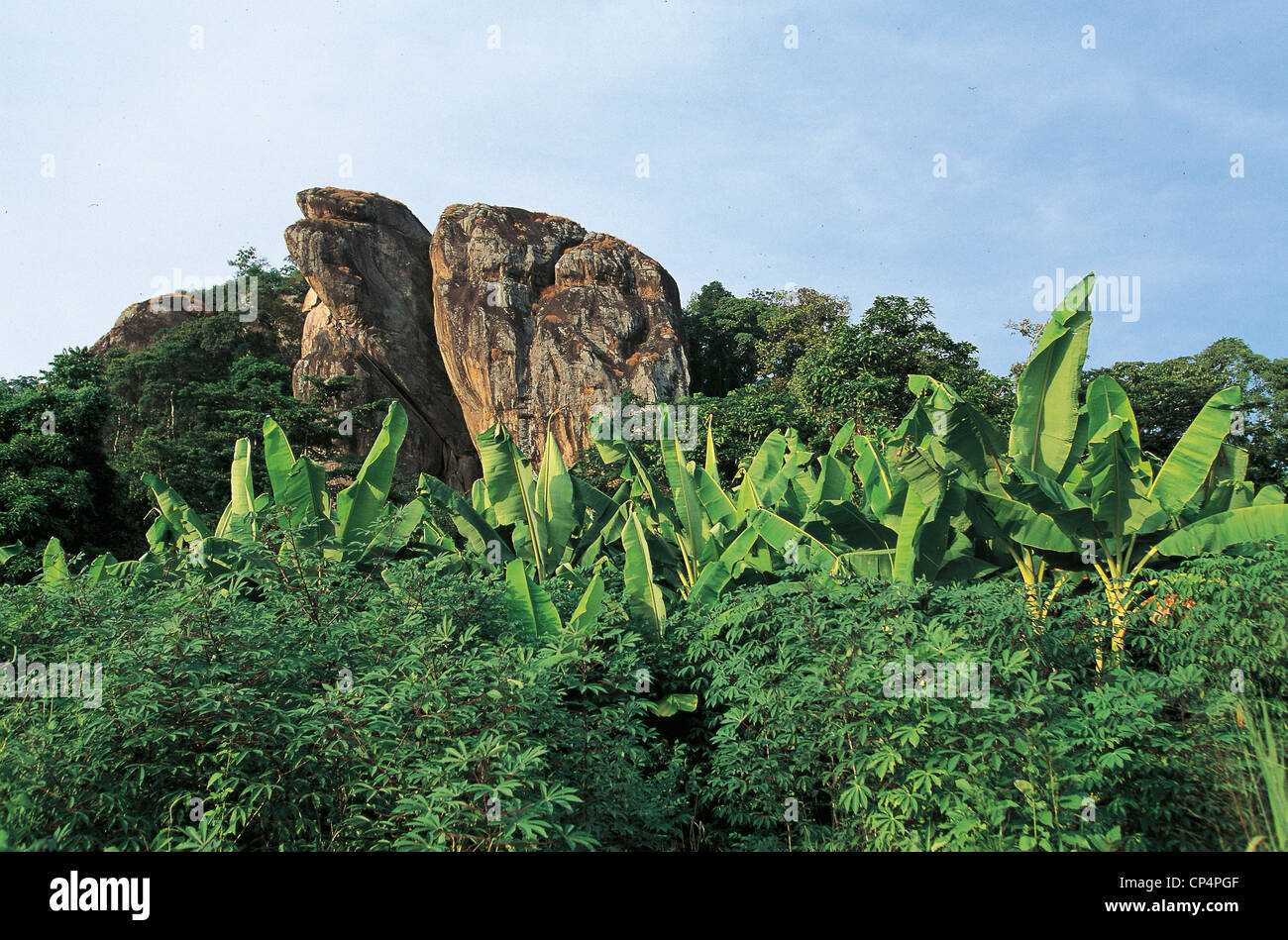 Ivory Coast Region Man of banana plantations Stock Photo Alamy