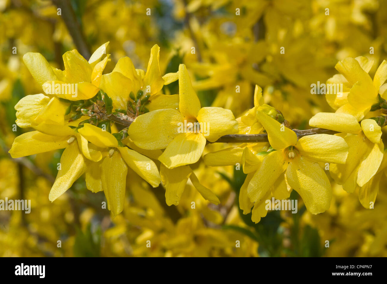 Yellow flowers close up of Forsythia bush in full bloom, Oleaceae, Stock Photo