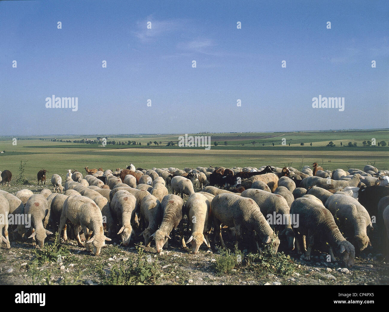 Puglia - Greater San Severo (Fg). Flock of sheep grazing. Stock Photo