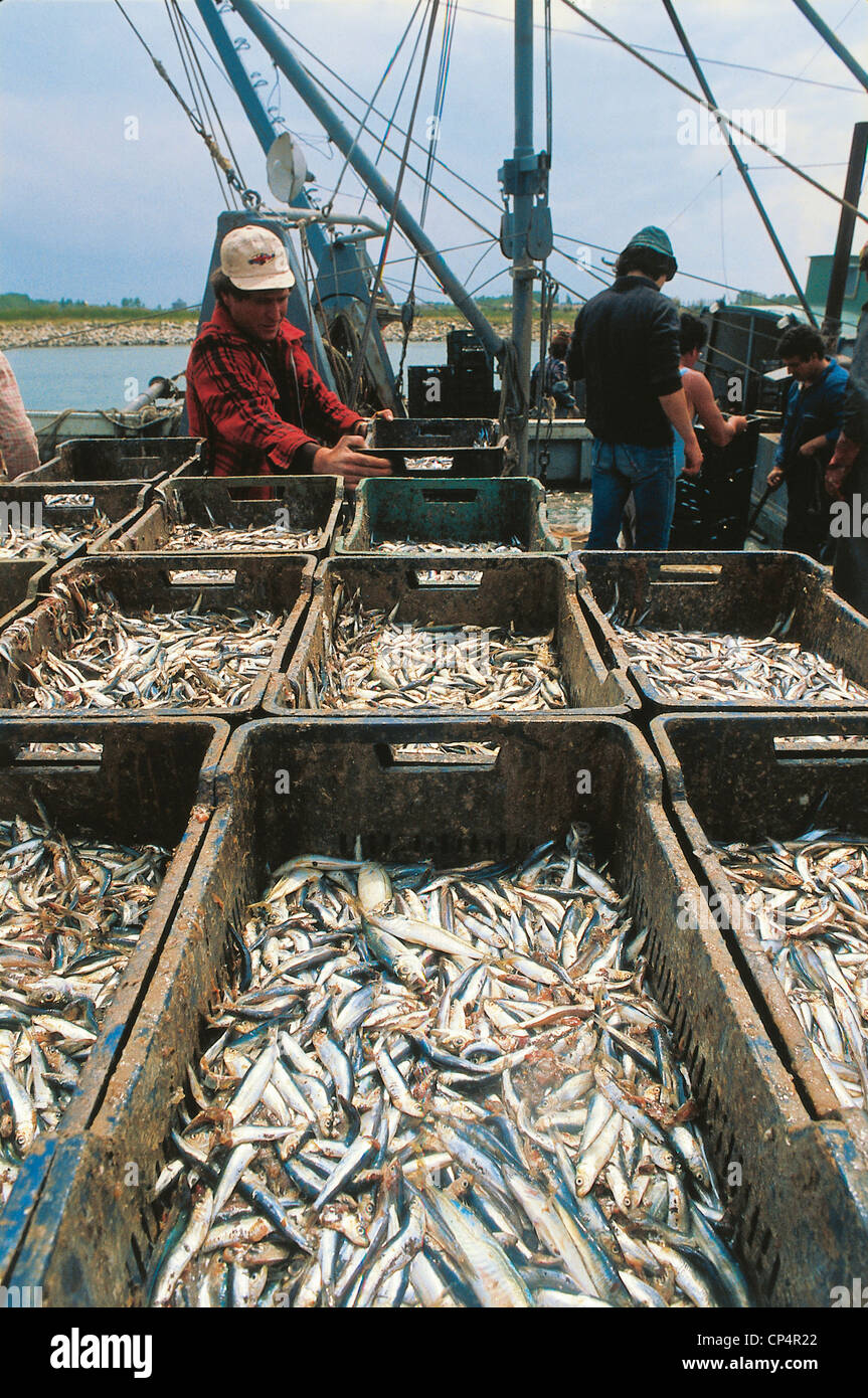 Emilia Romagna Download Blue Fish In Porto Garibaldi (Fe) Stock Photo