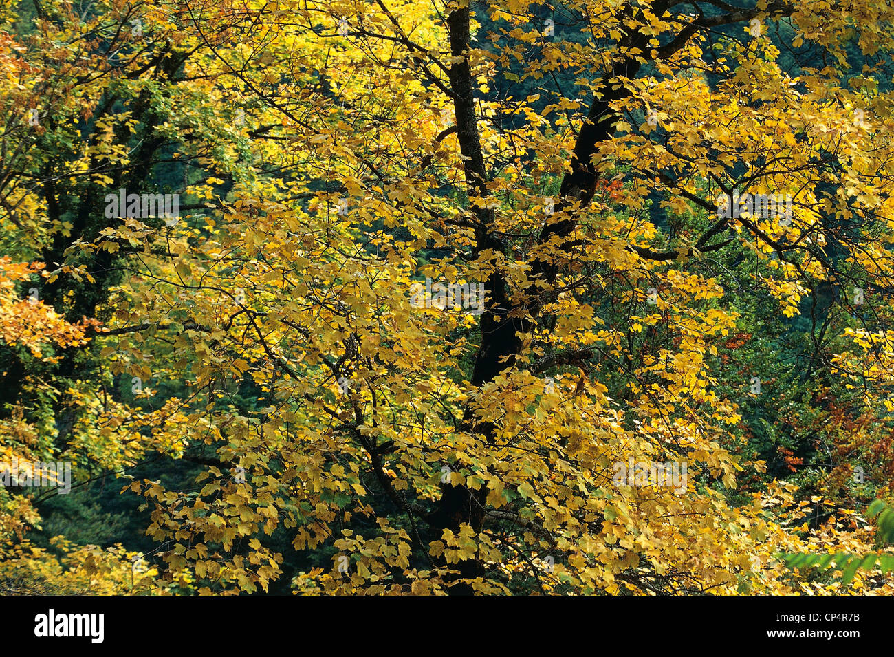TUSCANY, FORESTS CASENTINESI; MAPLE (ACER opalus OBTUSATUM) Stock Photo