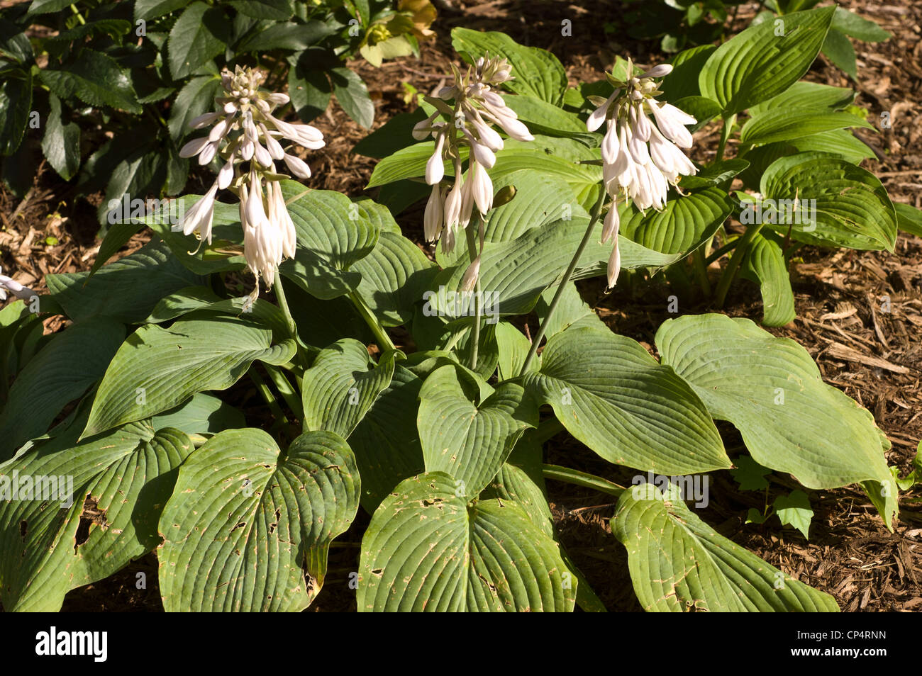 White flowers of fragrant Hosta, August Lily, Hosta plantaginea growing in the garden Stock
