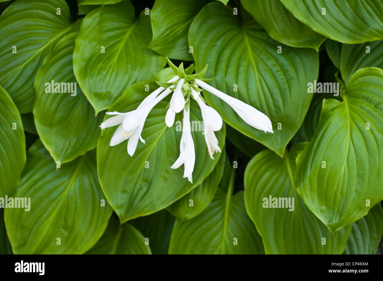 White flowers of fragrant Hosta, August Lily, Hosta plantaginea, growing in the garden Stock Photo