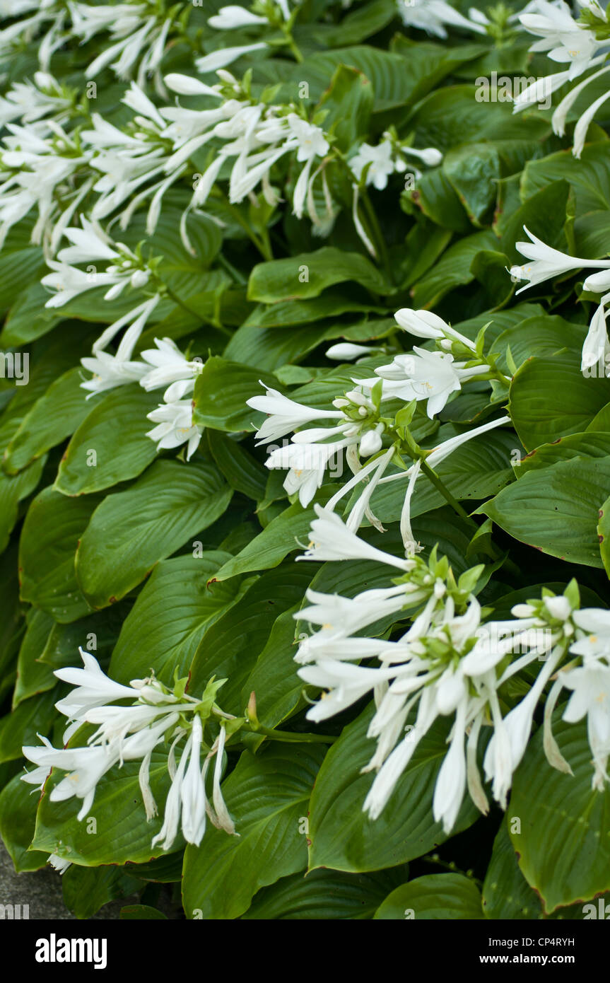 White flowers of fragrant Hosta, August Lily, Hosta plantaginea, growing in the garden Stock