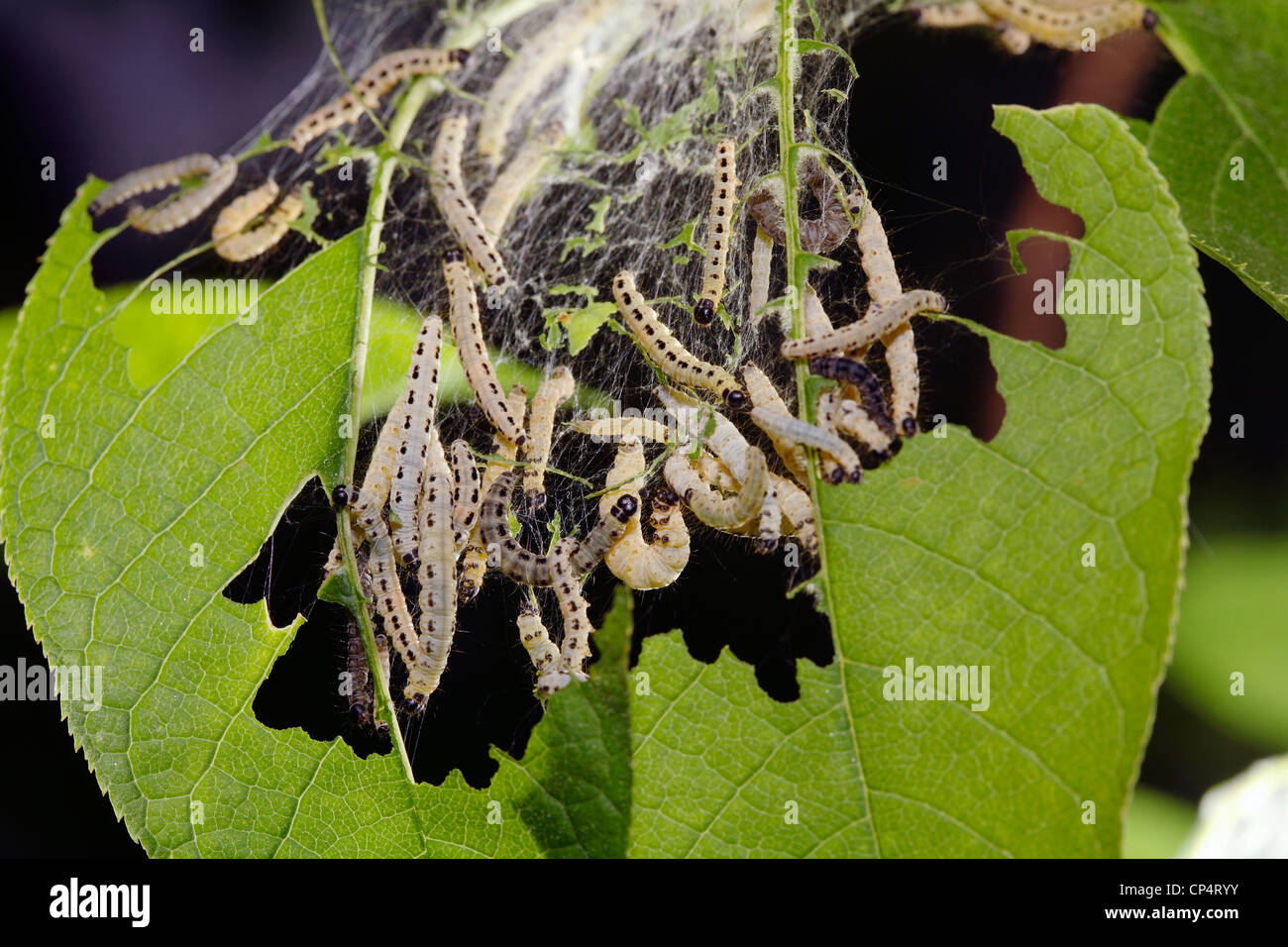 BirdCherry moth caterpillars (Yponomeuta evonymella) eating a leaf