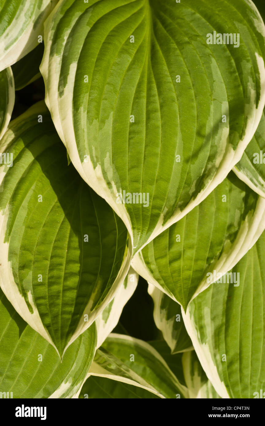 Close-up of variegated green and white leaves of Hosta Undulata growing in a lush garden. Stock Photo