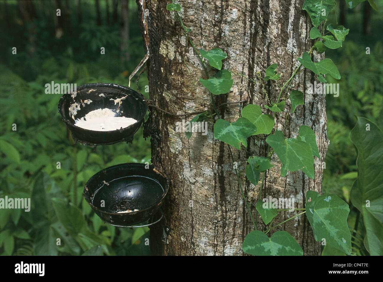 Ghana Greater Axim Plantations of rubber trees (Hevea brasiliensis