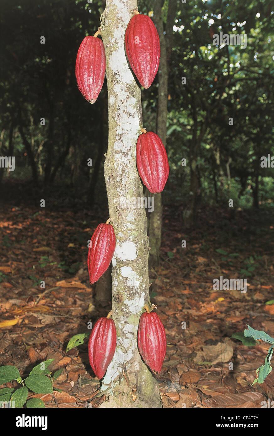 Ghana Greater Kumasi. Planting of cocoa trees (Theobroma cacao Stock