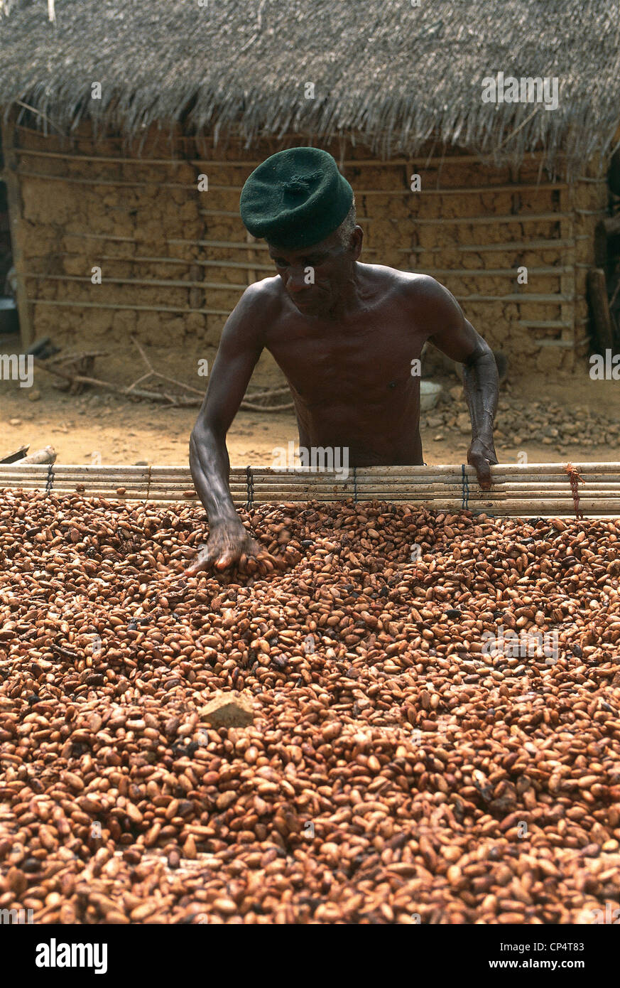 Ghana Kumasi. Drying of cocoa Stock Photo Alamy