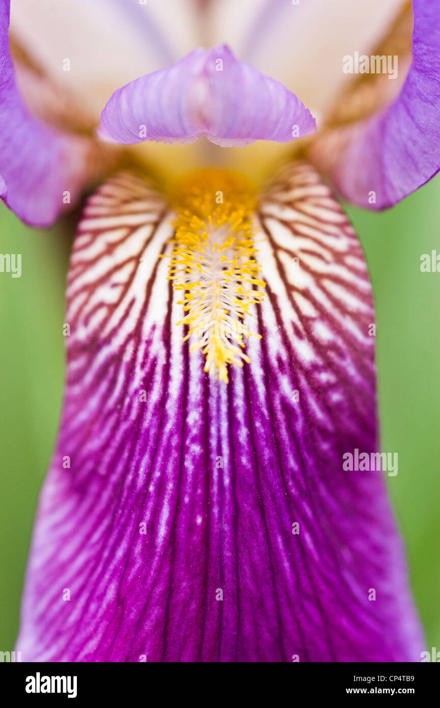 Yellow beard white blue violet petal iris flower Stock Photo