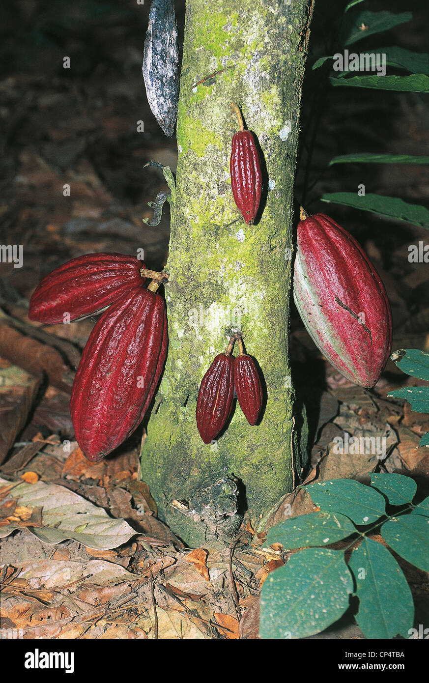 Ghana Cocoa Plant Stock Photo Alamy