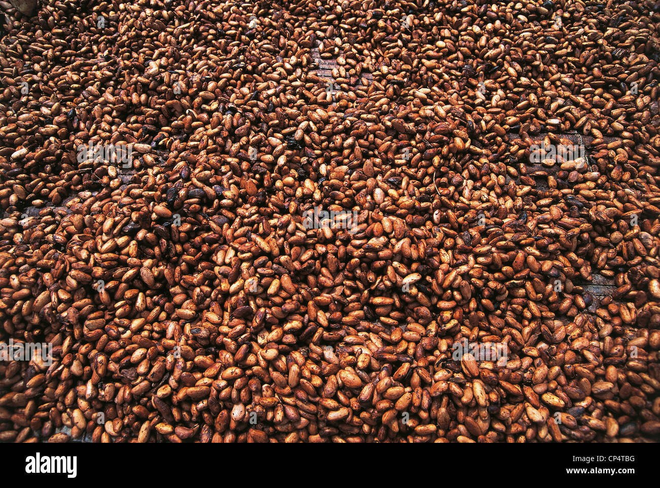 Ghana, Drying Cocoa Beans Stock Photo Alamy