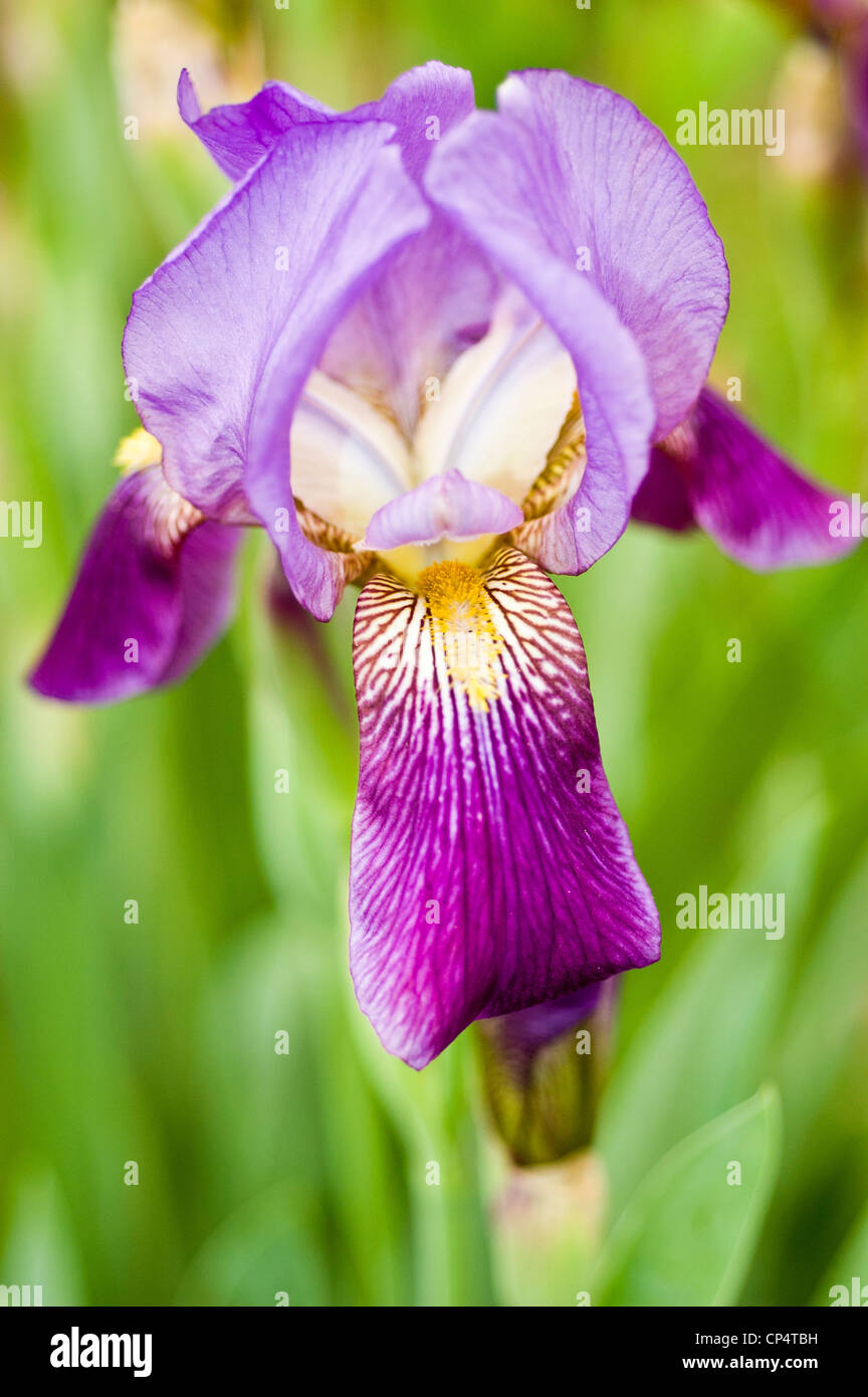 Yellow beard white blue violet purple petal iris flower Stock Photo