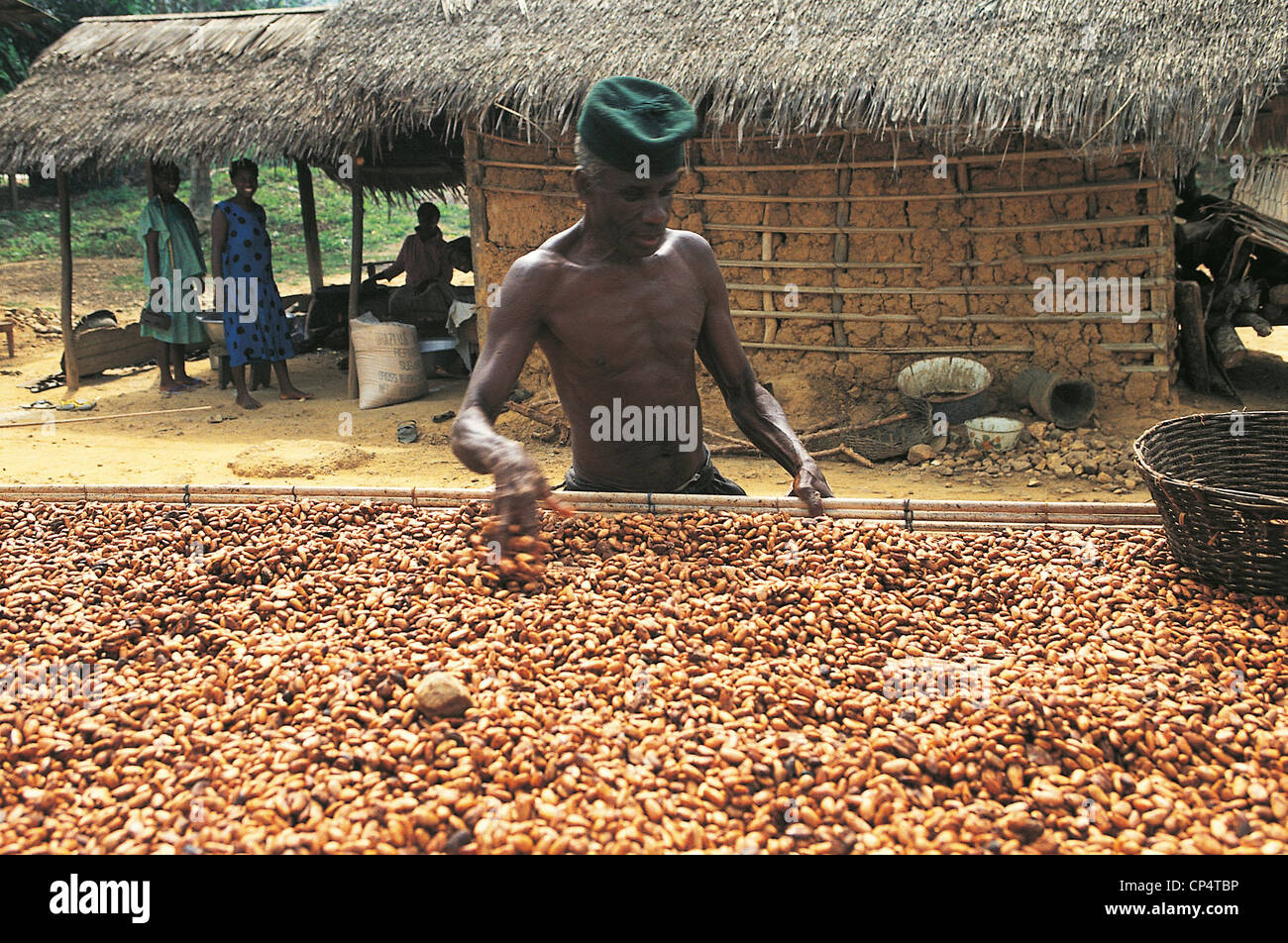 DRYING OF SEEDS OF GHANA COCOA AROUND Kumasi Stock Photo Alamy