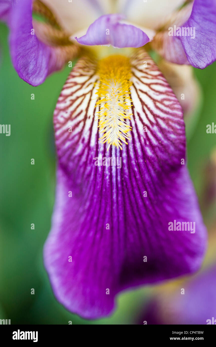 Yellow beard white blue violet petal iris flower Stock Photo