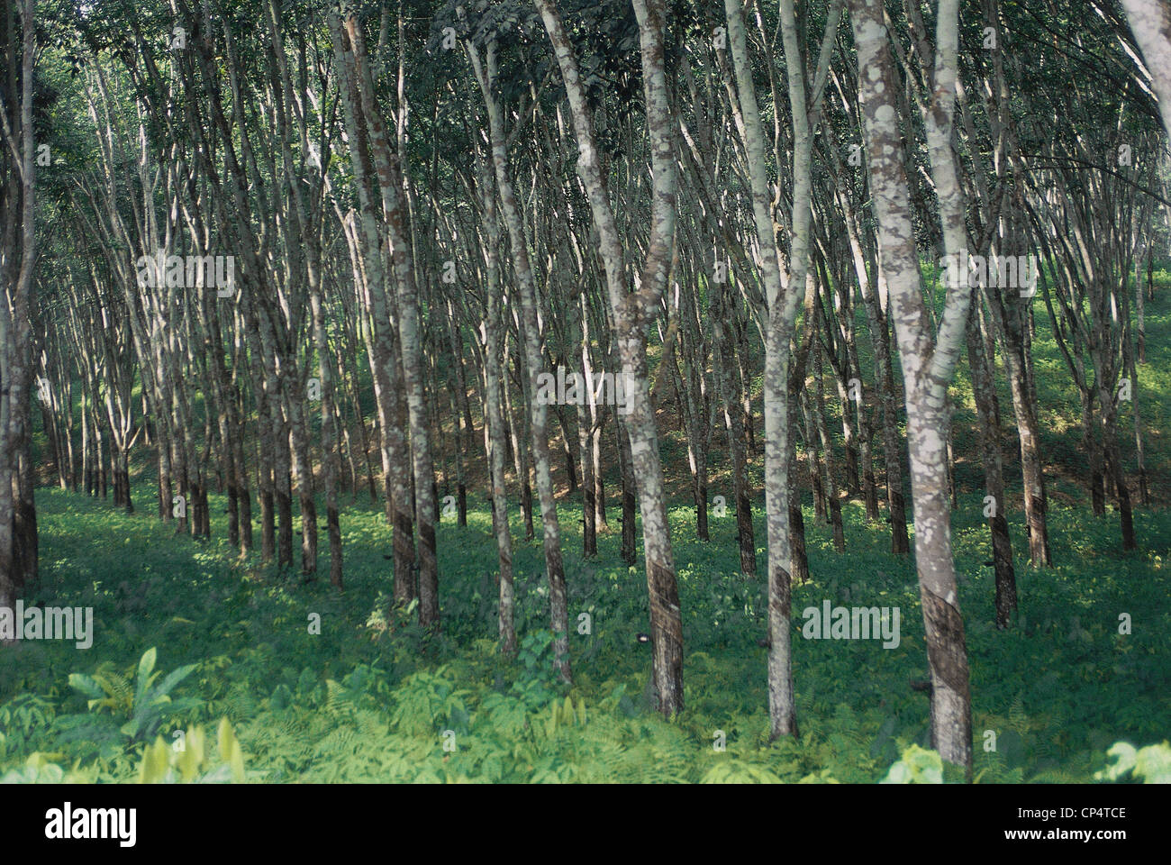 Ghana rubber plantation Stock Photo Alamy