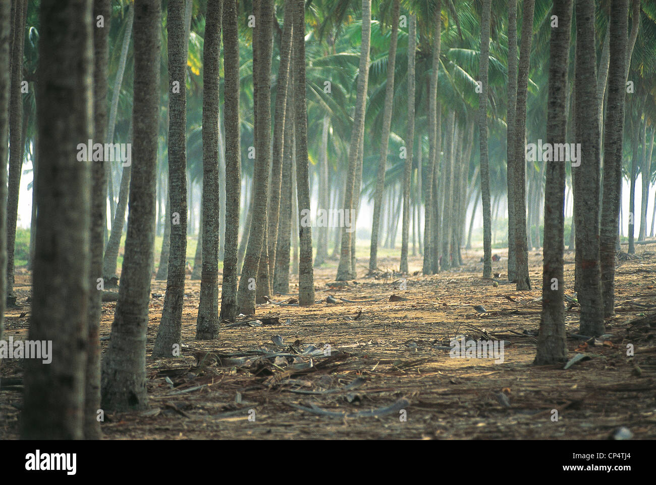 Ghana Growing Coconuts Stock Photo Alamy