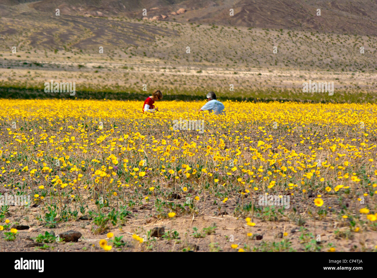 Death valley wildflowers hi-res stock photography and images - Alamy