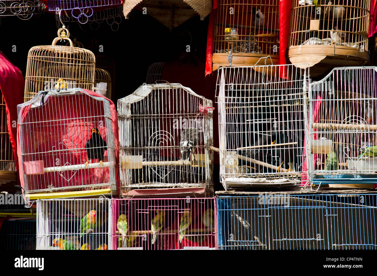 Cage cages hires stock photography and images Alamy