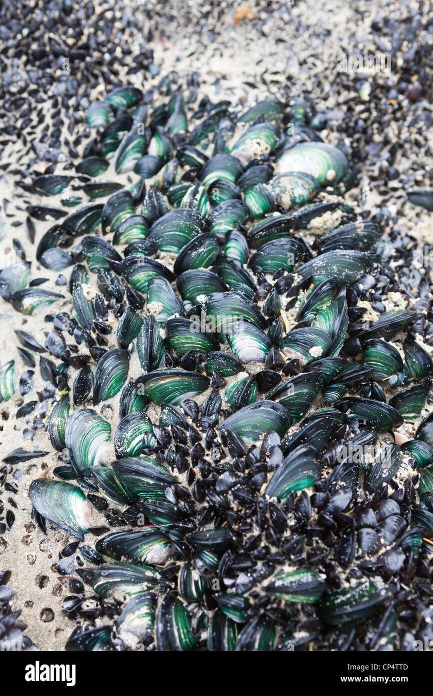 The New Zealand green-lipped mussel (Perna canaliculus) colony on a rock surface, Waipu Cove, Northland, New Zealand Stock Photo